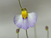 Utricularia bisquamata