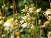 Utricularia bisquamata