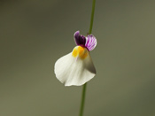 Utricularia blanchetii