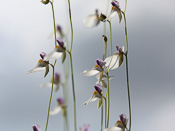 Utricularia blanchetii