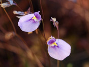 Utricularia blanchetii - Blüte