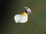 Utricularia blanchetii