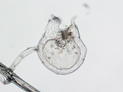 Utricularia blanchetii