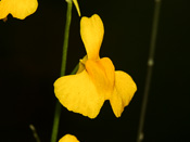 Utricularia bosminifera