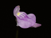 Utricularia caerulea - Blüte