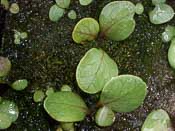 Utricularia calycifida