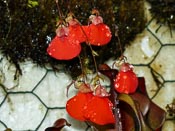 Utricularia campbelliana