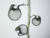 Utricularia campbelliana