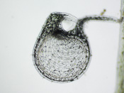 Utricularia campbelliana - Fangblase