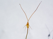 Utricularia capilliflora