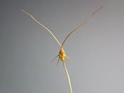 Utricularia capilliflora