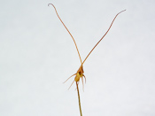 Utricularia capilliflora