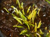 Utricularia chrysantha