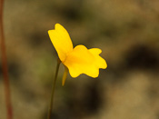 Utricularia chrysantha