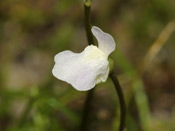 Utricularia delicatula