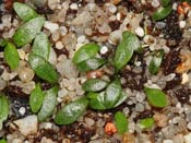 Utricularia dichotoma