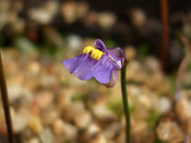 Utricularia dichotoma 'Esperance Bay'