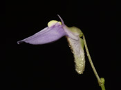 Utricularia dichotoma