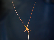 Utricularia dunlopii - Blüte