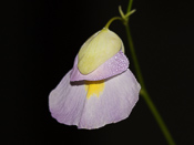 Utricularia endresii