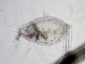 Utricularia firmula