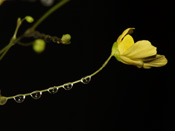 Utricularia flaccida