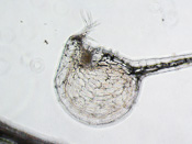 Utricularia flaccida