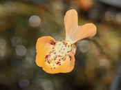 Utricularia fulva