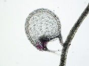 Utricularia geminiloba