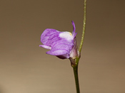 Utricularia geoffrayi