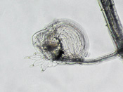 Utricularia geoffrayi