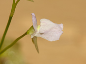 Utricularia graminifolia