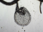 Utricularia graminifolia