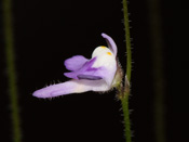 Utricularia hirta