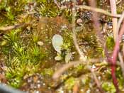 Utricularia hispida