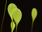 Utricularia humboldtii