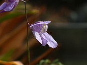 Utricularia humboldtii - Blüte