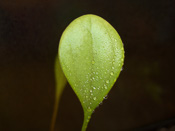 Utricularia humboldtii x quelchii