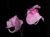 Utricularia humboldtii x quelchii - Blüte