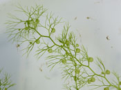 Utricularia hydrocarpa