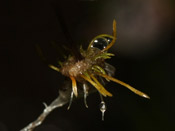 Utricularia inaequalis