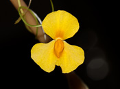 Utricularia involvens - Blüte