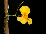 Utricularia involvens