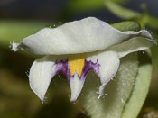 Utricularia jamesoniana