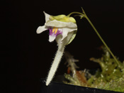 Utricularia jamesoniana 'Amuri Tepui'