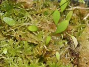 Utricularia jamesoniana