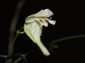 Utricularia jamesoniana