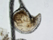 Utricularia juncea