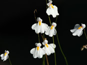 Utricularia laciniata