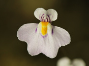 Utricularia laciniata